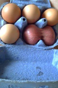 Une petite omelette ?