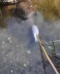 Petit Petit Petit...