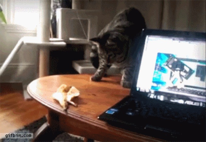 Une peau de banane, un chat et MAOUuuuu!