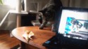 Une peau de banane, un chat et MAOUuuuu!