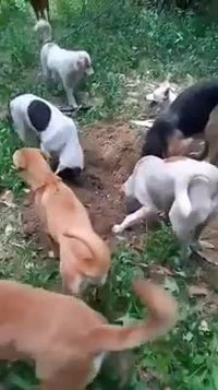 Ils aident à enterrer l’un des leurs.