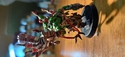 Ork