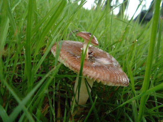 Un champignon dans un champignon.