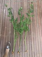 comment est ta récolte cette année ?