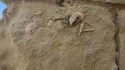 Un coquillage dans un mur