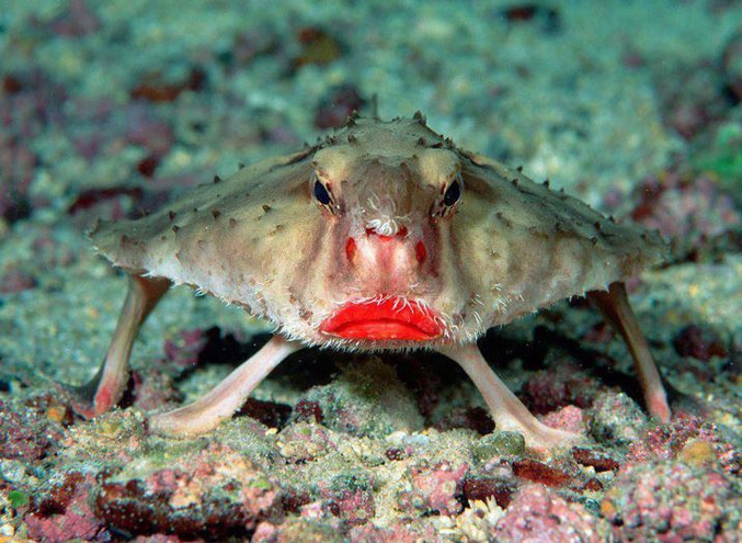 http://www.wikidive.com/Sujet-Plongee/751,poisson-chauve-souris.php