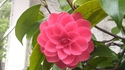 Perfection florale