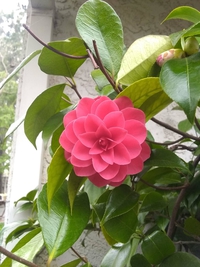 Perfection florale