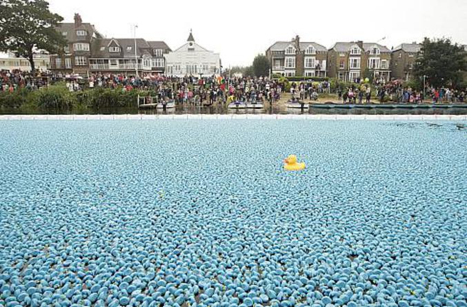 250 000 canards ont dérivé dimanche 31 août sur la Tamise à Londres pour une oeuvre caritative.