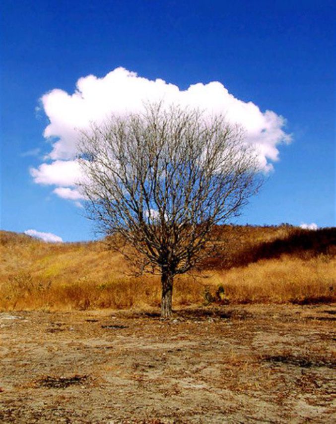 Un arbre qui présente un feuillage même en période inadéquate.