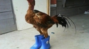 Le coq gaulois n'aura plus jamais les "pieds" dans le fumier