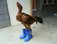 Le coq gaulois n'aura plus jamais les "pieds" dans le fumier