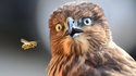 Bee bop a owl...