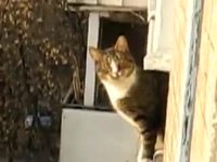 Parkour de chat