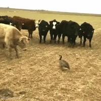 si il ne s'envole pas, ça doit être à cause du poids de ses couilles...