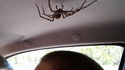 Une araignée au plafond?