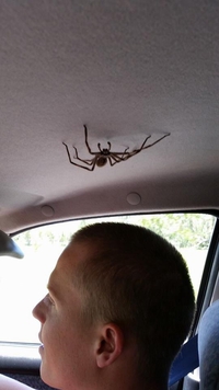 Une araignée au plafond?
