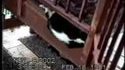 Nos amis les chats