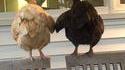L'alliance des poules