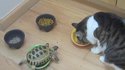 Tortue anti-chat