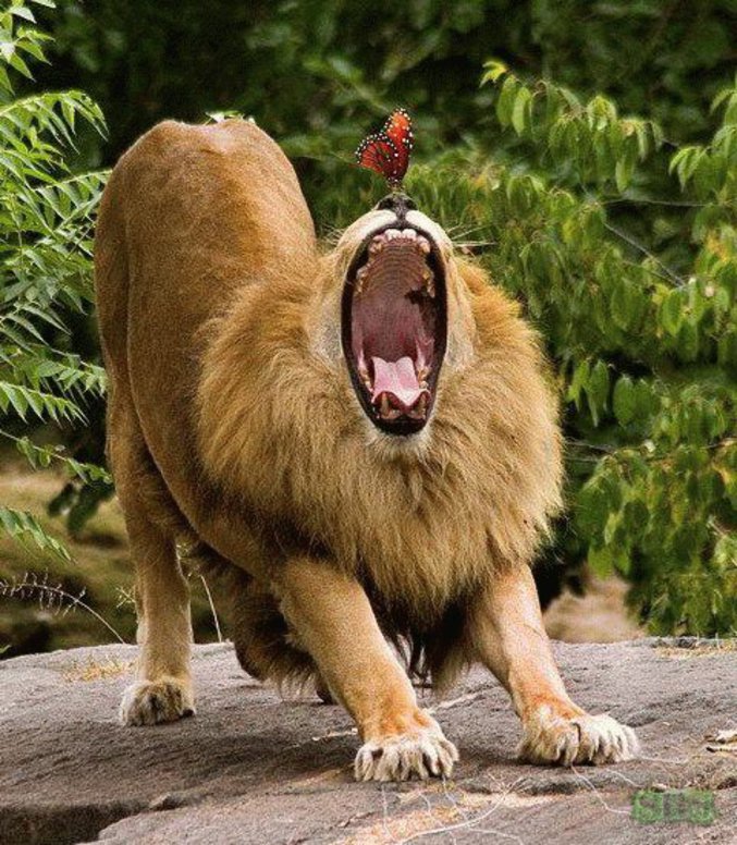 Un papillon qui nargue un lion.
