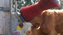 Lave-vache