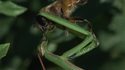Un mante religieuse mange une mouche vivante