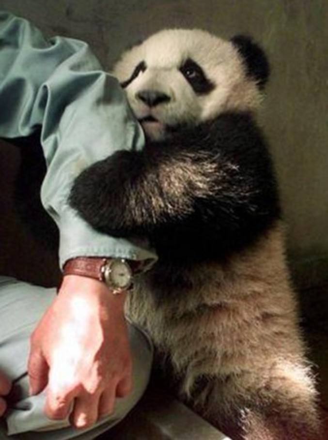Un petit panda qui s'est fait un ami