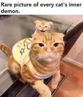 Rare photo du démon intérieur d’un chat
