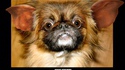 Chien ou mogwai?