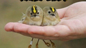 Angry Birds
