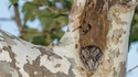 Camouflage, ultimate level