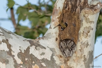 Camouflage, ultimate level