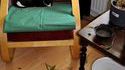 Le chat et le pot de fleur