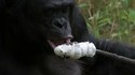 Un bonobo se prépare un feu et mange des chamallows 