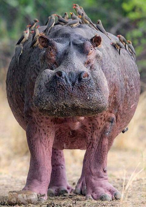 Et bien que ce soit des pique-bœufs sur son dos, c'est pas un bœuf rose non plus.
Cet hippopotame doit sa couleur à une maladie : le leucisme, qui fait que sa peau ne produit pas autant de pigments qu’elle ne devrait.
(réserve nationale du Masai Mara, Kenya.)