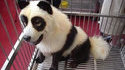 Chien panda