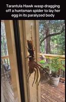 Une énorme guêpe (australienne, bien sur) va déposer son oeuf dans une araignée paralysée