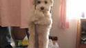 Chien acrobate