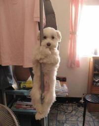 Chien acrobate