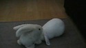 Massage de lapin