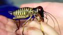 Connaissiez-vous le Weta ?