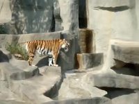 Tigre Vs. oiseau