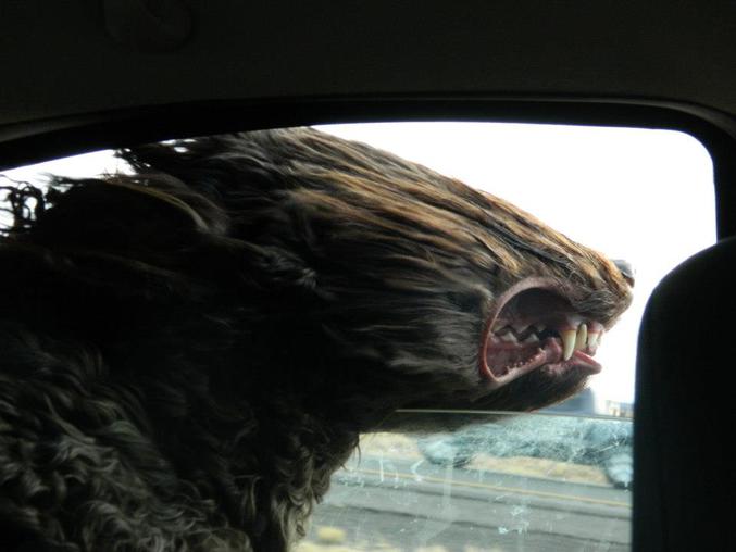 Un chien à la fenêtre d'une voiture.