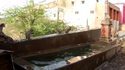 Singes à la piscine