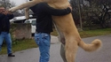 Un gros chien
