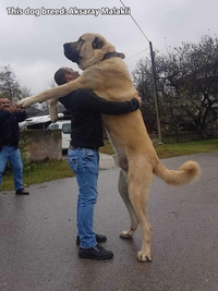 Un gros chien