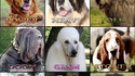 Races de chiens et metal