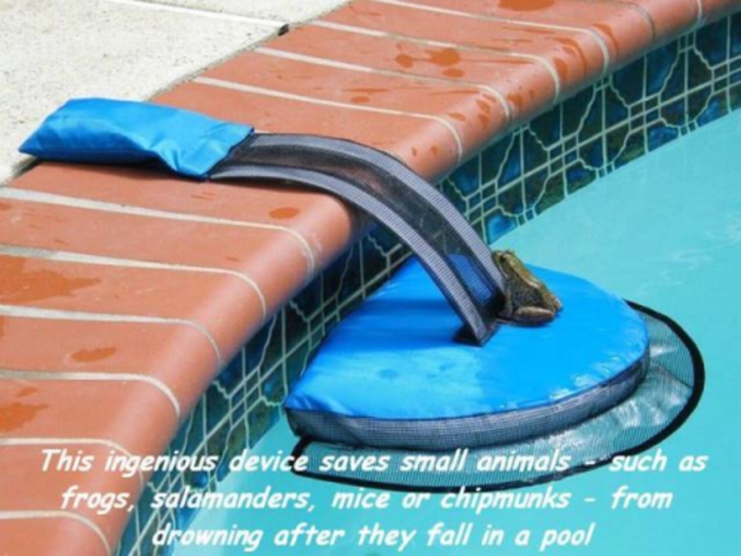 Cet ingénieux système sauve des petits animaux - comme des grenouilles, des salamandres, des souris ou des tamias - de la noyade après une chute dans une piscine.