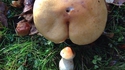 Les ébats chez les champignons
